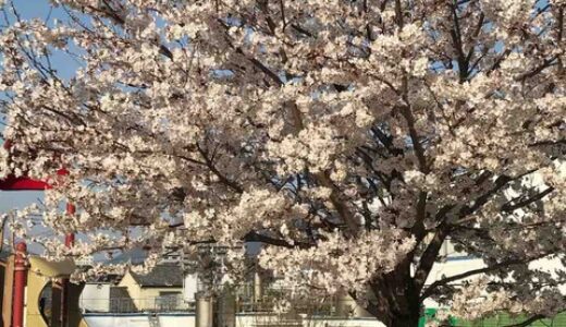 第2弾【ご近所(安佐南＆安佐北)の桜2018】　編集部が撮った写真と、みなさんからいただいた写真をご紹介します！