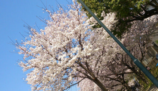 【募集】遂に開花宣言！　ご近所の「桜」の写真とエピソードを大募集！