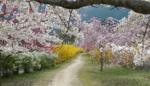 第5弾【ご近所(安佐南＆安佐北)の桜2018】読者さんからいただいた投稿写真をご紹介します！