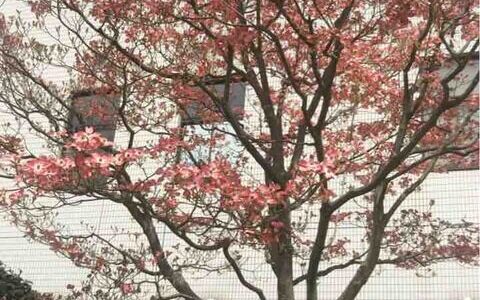 歌手一青窈さんの歌でも有名な「ハナミズキ」！　ご近所で満開に咲いていますよ～。一番の見ごろは4月中旬～下旬の今です！