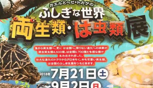 グロキモくて、キモ可愛い生物が大集合！　広島マリーナホップで「カエルとヘビ・トカゲのふしぎな世界　両生類・は虫類展」が開催されているみたい。9月2日まで。