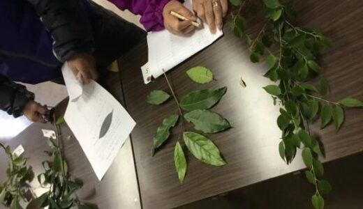 【参加無料】針葉樹の見かけ方を学んで識別テストに挑戦！　1月27日(日)、ひろしま遊学の森 広島県緑化センターでは「樹木講座～針葉樹編～」があるみたい。
