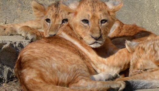 【※続報です/ライオン赤ちゃんの最新写真をもらいましたっっっ・安佐動物公園ニュース】ライオンの赤ちゃんの一般公開が始まったみたい。