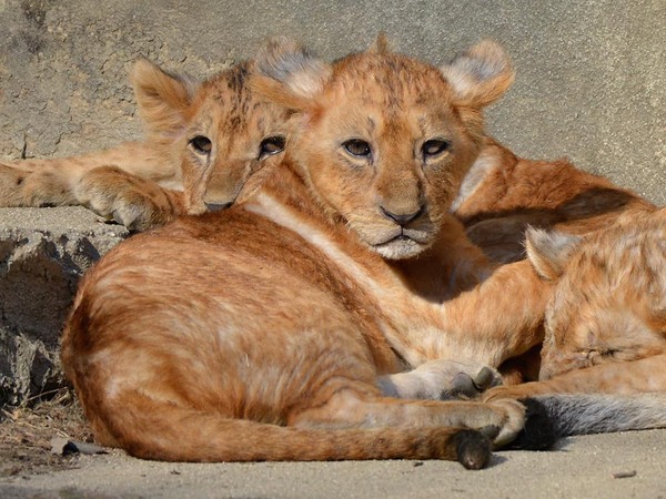 続報です/ライオン赤ちゃんの最新写真をもらいましたっっっ・安佐動物公園ニュース】ライオンの赤ちゃんの一般公開が始まったみたい。 |  まるごとGO！｜毎日の暮らしに情熱を。