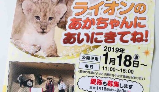 安佐動物公園のライオンの赤ちゃんの一般公開が始まったみたい。