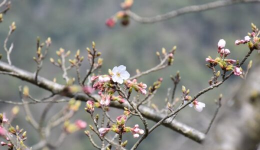 【開花速報】自然公園「ひろしま遊学の森」の桜が咲いたらしい