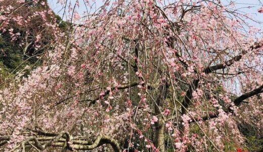 【ご近所の桜開花状況・3/29時点】神原のしだれ桜は5分咲き、安佐動物公園付近は3分咲きみたい。