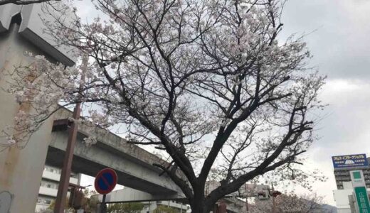 第1弾 【ご近所の桜2019】編集部が撮った写真と、みなさんから投稿いただいた写真を紹介します！