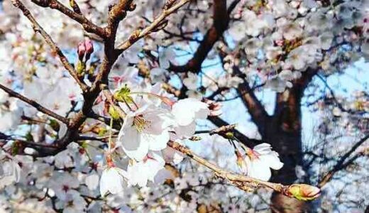第6弾【ご近所の桜2019】編集部が撮った写真と、みなさんから投稿いただいた写真を紹介します！