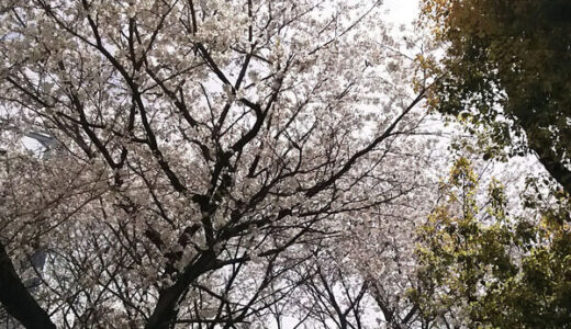【ご近所桜2019番外編】安佐南区の桜の名所「安川緑道公園」~「安神社」までの桜の写真を撮ってきました