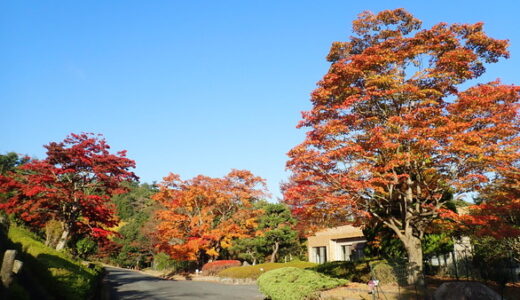 【紅葉見頃速報】自然公園「ひろしま遊学の森」のシンボルツリーであるオオモミジが見頃になったらしい。11月10日(日)にはお楽しみイベントも。