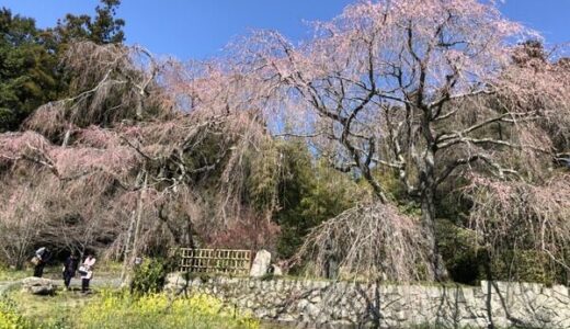 【ご近所の桜開花状況】3月25日（水）時点で、「神原のシダレザクラ」は2分咲き。「広域公園のファミリー広場」も2分咲き。