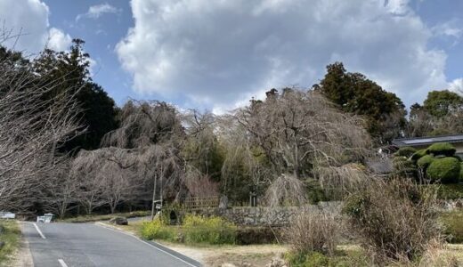 【ご近所の桜開花状況】3月15日（日）時点で、「神原のシダレザクラ」はつぼみ。