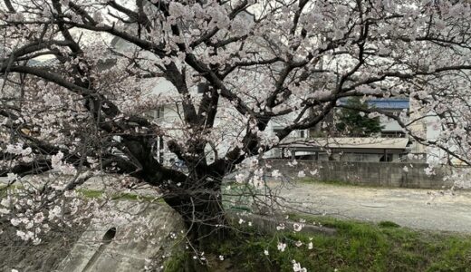 第8弾【ご近所の桜2020】編集部が撮った写真と、みなさんから投稿いただいた写真を紹介します！
