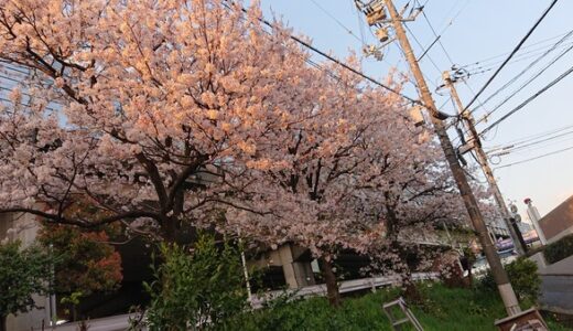 第4弾【ご近所の桜2020】編集部が撮った写真と、みなさんから投稿いただいた写真を紹介します！