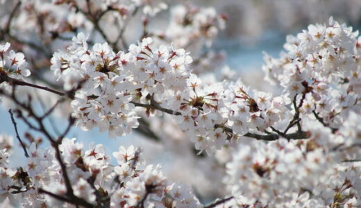 第5弾【ご近所の桜2020】編集部が撮った写真と、みなさんから投稿いただいた写真を紹介します！