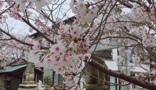 第7弾【ご近所の桜2020】編集部が撮った写真と、みなさんから投稿いただいた写真を紹介します！
