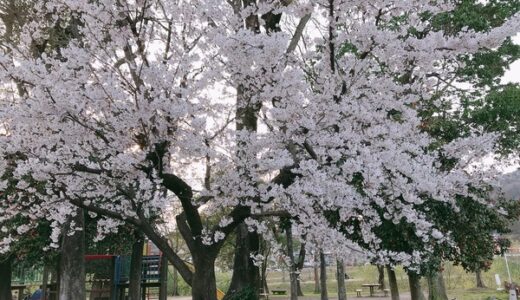 第2弾【ご近所の桜2020】編集部が撮った写真と、みなさんから投稿いただいた写真を紹介します！