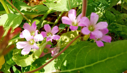 【ご近所の草花】ハートの葉っぱやピンク色の花。カワイイお花は何だろう？？広島市植物公園の久保さんに聞いてみた！