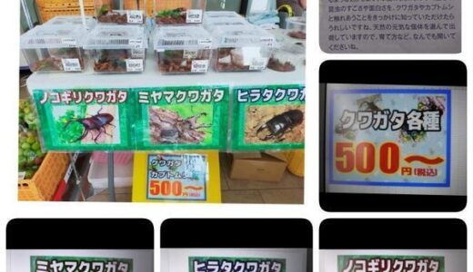 【販売開始情報】安佐南区大町東の「とれたて元気市 広島店」内で「クワガタ」の販売が開始されたみたい。