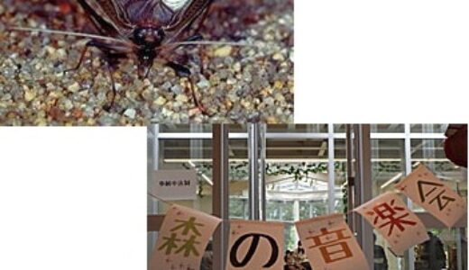 こんちゅう館では9/10から秋の企画展「秋の鳴く虫」開催。9/18にはその企画展に合わせ「森の音楽会」を開催するみたい。音楽会の申込締切は9/8。