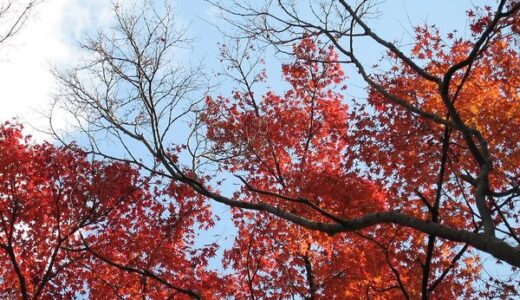 【ご近所イベントカレンダー2022】11月前半 紅葉シーズン到来！紅葉まつりなど、秋を感じるイベント満載です。