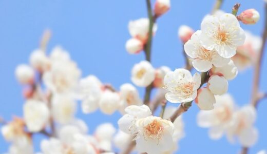 【ご近所イベントカレンダー2023】2月後半　梅が咲き始めました！