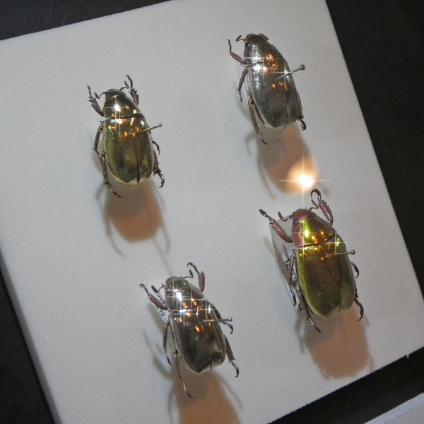 4/22(土)から、こんちゅう館では企画展「コガネムシの世界」が開催