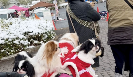 【犬好き大集合】12/17(日)広島広域公園多目的広場で『広島わんわんクリスマス2023』を開催。白い雪に囲まれ、犬たちが楽しそうだった!