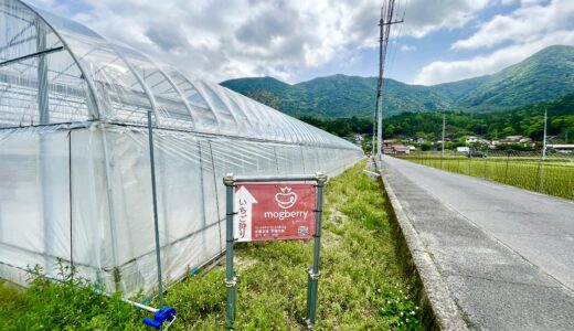 【イチゴが好き】安佐北区白木町にあるイチゴ観光農園｢mogberry(モグベリー)｣が、1/18(土)から今シーズンのイチゴ狩りをスタート。すでに予約がいっぱいみたい。