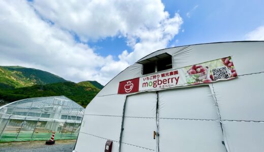 【速報・イチゴがおいしい季節だ】安佐北区白木町にあるイチゴ観光農園｢mogberry(モグベリー)｣の予約状況は!? 未体験の人はどうぞ!