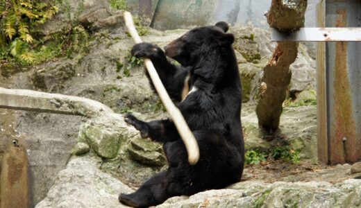 【脱走ではないよ】8/12(月・祝)早朝、｢広島市安佐動物公園｣に野生のツキノワグマが出現。当面は西園エリアは閉鎖みたい。