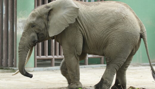 1/10(金)と11(土)、NHK番組｢ザ・バックヤード｣で広島市安佐動物公園が登場。世界に3頭しかいないマルミミゾウ繁殖の舞台裏を紹介するみたい。