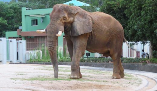 【お得情報】1/13(月・祝)と2/11(火・祝)の2日間、｢広島市安佐動物公園｣は『お客様感謝デー』で入園料が無料。駐車場代は必要。