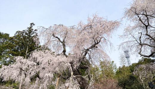 【自宅でお花見だ】広島県内はいま最もサクラが満開。が、花粉すごすぎで外出できない人のために、SNSに投稿されている各地のサクラ写真をまとめてみた。