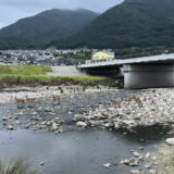 【可部がシカの町に!?】8月の夏の日没時、白いシカで話題の安佐北区可部に、シカの群れが2グループ出没。根の谷川あたり。撮影に成功した。