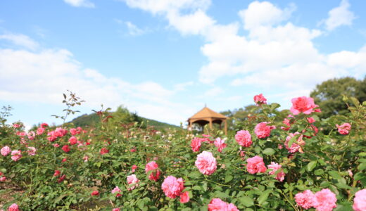 【秋の花ドライブ6選】3連休に行きたい!  広島県内の自然豊かな花公園のイベント情報まとめ。イングリッシュローズやダリア、コスモスなど見ごろみたい。