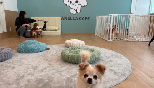 【開店情報】5/6㊌、安佐南区緑井の国道54号線沿いに保護犬猫ふれあいカフェ｢ANELLA CAFE 広島緑井店｣がオープン。｢ワイモバイル 緑井店｣があった場所