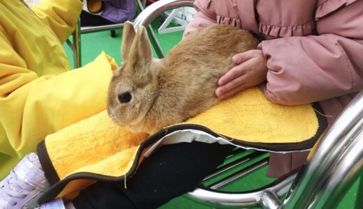 【動物が好き♡】5/17㊐、東区福田町の｢広島県緑化センター｣で『森のふれあい動物園』が開催。アルパカへのエサやりやウサギの抱っこが無料で楽しめる!